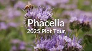 Image result for Phacelia