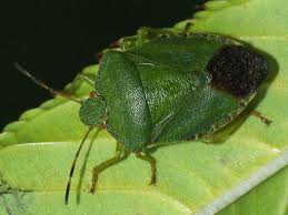 Attēlu rezultāti vaicājumam “Palomena prasina imago”