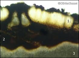 Attēlu rezultāti vaicājumam “Plectocarpon lichenum”