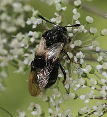 Attēlu rezultāti vaicājumam “Cimbicidae”