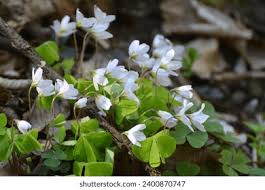 Attēlu rezultāti vaicājumam “Oxalis acetosella leaf”