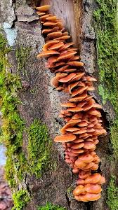 Attēlu rezultāti vaicājumam “Lamproderma pulchellum”