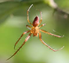 Attēlu rezultāti vaicājumam “Metellina segmentata”