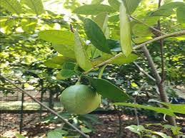 Attēlu rezultāti vaicājumam “Cinna latifolia fruit”