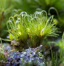 Attēlu rezultāti vaicājumam “Conardia compacta macro”