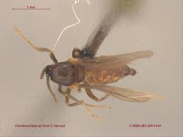 Attēlu rezultāti vaicājumam “Cecidomyiidae”