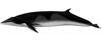 Image result for Balaenoptera bonaerensis