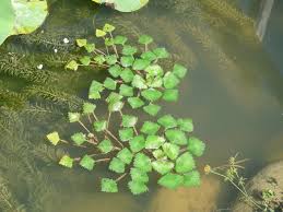 Attēlu rezultāti vaicājumam “Trapa natans leaf”