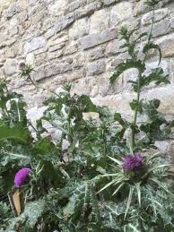 Image result for Silybum marianum