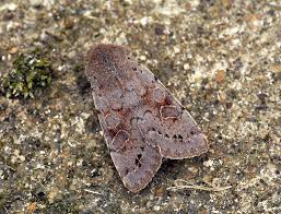 Attēlu rezultāti vaicājumam “Orthosia populeti”