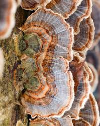 Attēlu rezultāti vaicājumam “Craterium aureum spores”