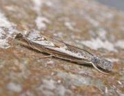 Attēlu rezultāti vaicājumam “Platytes alpinella”