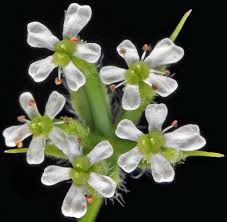 Attēlu rezultāti vaicājumam “Anthriscus”