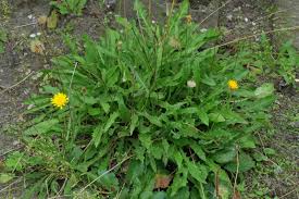 Attēlu rezultāti vaicājumam “Leontodon hispidus leaf”