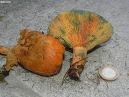 Attēlu rezultāti vaicājumam “Lactarius deterrimus”