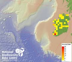 Attēlu rezultāti vaicājumam “Cladopodiella fluitans”