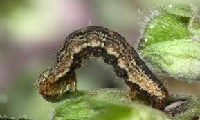 Attēlu rezultāti vaicājumam “Perizoma bifaciata”