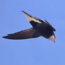 Image result for Hirundapus caudacutus