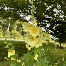 Image result for Alcea rugosa