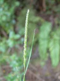 Attēlu rezultāti vaicājumam “Cynosurus cristatus”