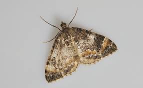 Attēlu rezultāti vaicājumam “Dysstroma truncata”