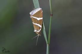 Attēlu rezultāti vaicājumam “Deltote bankiana”