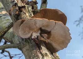 Attēlu rezultāti vaicājumam “Pleurotus ostreatus”