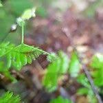 Attēlu rezultāti vaicājumam “Galium triflorum fruit”