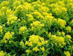 Attēlu rezultāti vaicājumam “Euphorbia palustris fruit”