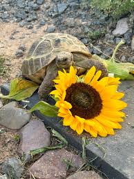Image result for Sonnenblume