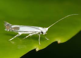 Attēlu rezultāti vaicājumam “Lyonetia clerkella”