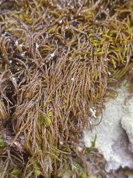 Attēlu rezultāti vaicājumam “Pterigynandrum filiforme”