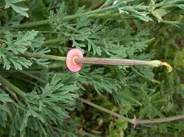Attēlu rezultāti vaicājumam “Eschscholzia californica leaf”