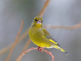 Attēlu rezultāti vaicājumam “Chloris chloris male”