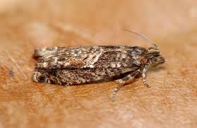 Attēlu rezultāti vaicājumam “Epinotia immundana”