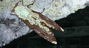 Attēlu rezultāti vaicājumam “Cossidae”