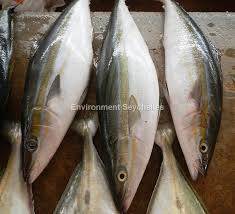 Image result for Elagatis bipinnulata