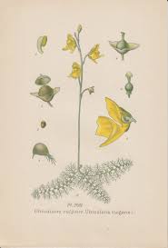 Attēlu rezultāti vaicājumam “Utricularia vulgaris”