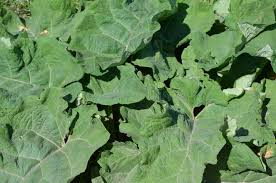 Attēlu rezultāti vaicājumam “Arctium tomentosum leaf”