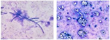 Image result for Huso brevirostrum