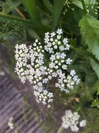 Attēlu rezultāti vaicājumam “Berula erecta leaf”