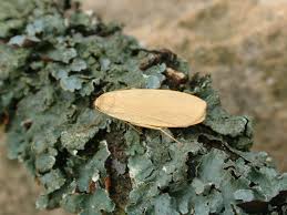 Attēlu rezultāti vaicājumam “Eilema griseola larva”