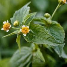 Attēlu rezultāti vaicājumam “Galinsoga quadriradiata leaf”