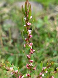 Attēlu rezultāti vaicājumam “Polygonum aviculare flower”