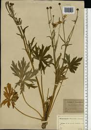 Attēlu rezultāti vaicājumam “Ranunculus polyanthemos”