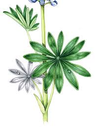 Attēlu rezultāti vaicājumam “Lupinus polyphyllus leaf”