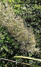 Attēlu rezultāti vaicājumam “Calamagrostis arundinacea leaf”