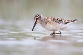 Attēlu rezultāti vaicājumam “Calidris falcinellus adult”