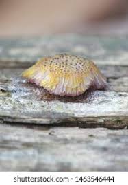 Attēlu rezultāti vaicājumam “Symphytocarpus flaccidus stalked”