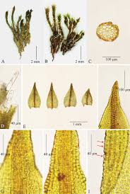 Attēlu rezultāti vaicājumam “Didymodon rigidulus sporophyte”